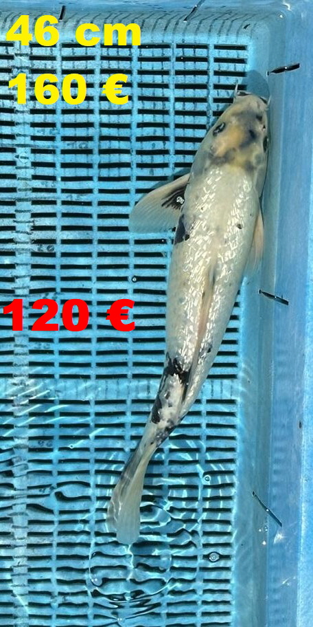 IMG_3355 (Large)